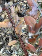 Arctostaphylos pumila