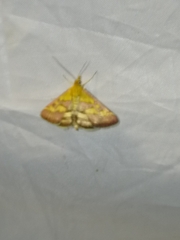 Pyrausta ostrinalis