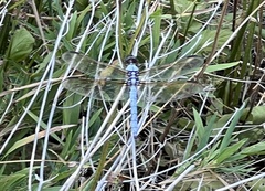Libellula flavida