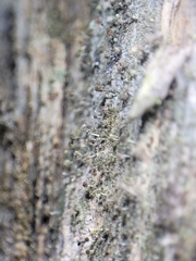 Chaenotheca brachypoda