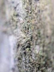 Chaenotheca brachypoda