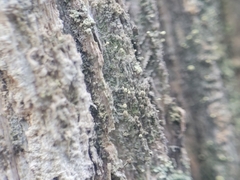 Chaenotheca brachypoda