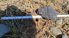 Melissodes microstictus