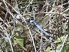 Libellula flavida