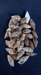 Pseudamycla dermestoidea