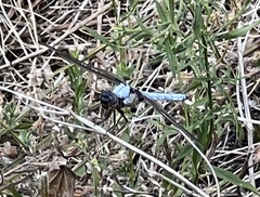 Libellula flavida