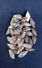 Pseudamycla dermestoidea