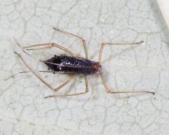 Calaphidina
