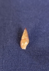 Mitrella lincolnensis