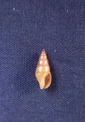 Mitrella lincolnensis