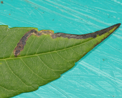 Stigmella intermedia