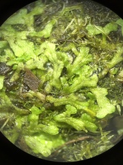 Ricciocarpos