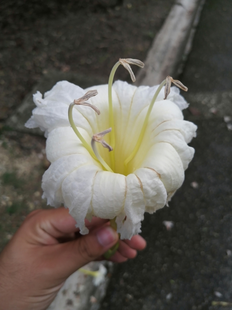 Ekmanianthe