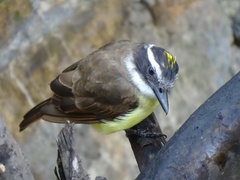 Pitangus sulphuratus