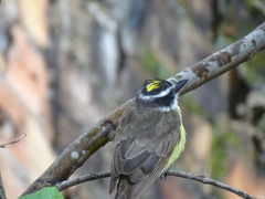 Pitangus sulphuratus