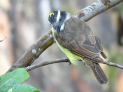 Pitangus sulphuratus