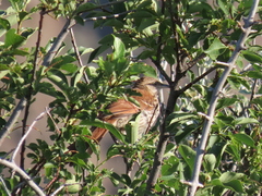 Toxostoma rufum longicauda