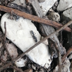 Platythyrea punctata