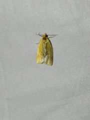 Paramesia gnomana