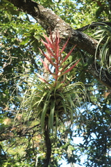 Tillandsia parryi