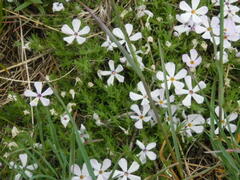 Phlox hoodii hoodii