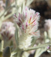 Ptilotus incanus
