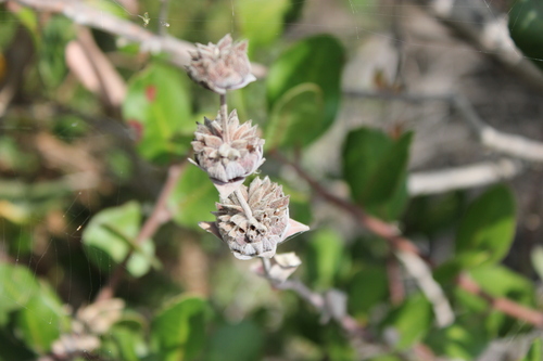 iNaturalist observation photo of Cleveland Sage