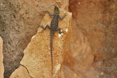 Sceloporus minor