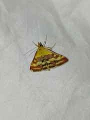 Pyrausta ostrinalis