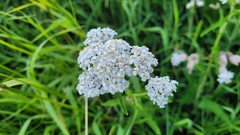 Achillea millefolium
