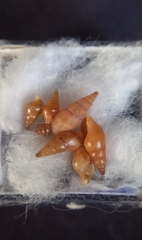 Mitrella lincolnensis