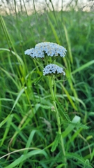Achillea millefolium
