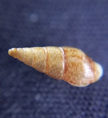 Mitrella lincolnensis