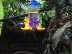 Chrysuronia versicolor