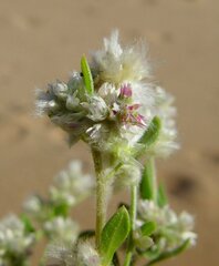 Ptilotus villosiflorus