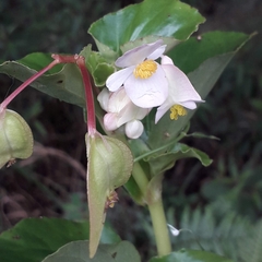 Begonia cucullata