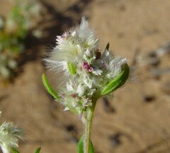 Ptilotus villosiflorus