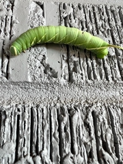 Ceratomia undulosa