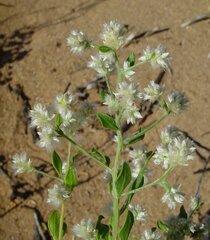 Ptilotus villosiflorus