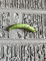 Ceratomia undulosa