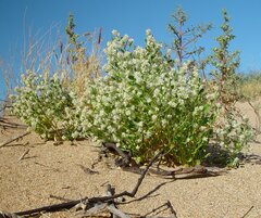 Ptilotus villosiflorus