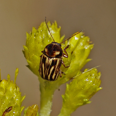 Cryptocephalus spurcus