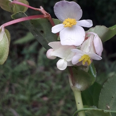 Begonia cucullata