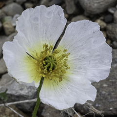Papaver radicatum alaskanum