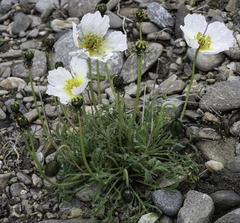 Papaver radicatum alaskanum