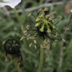 Papaver radicatum alaskanum