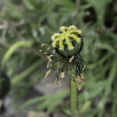 Papaver radicatum alaskanum