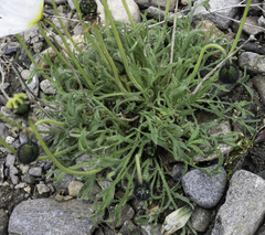 Papaver radicatum alaskanum