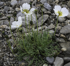 Papaver radicatum alaskanum
