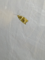 Celypha flavipalpana